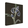 thumbnail image 2 of Trademark Fine Art 'Iris on Black IV' Canvas Art by Chris Paschke, 2 of 3