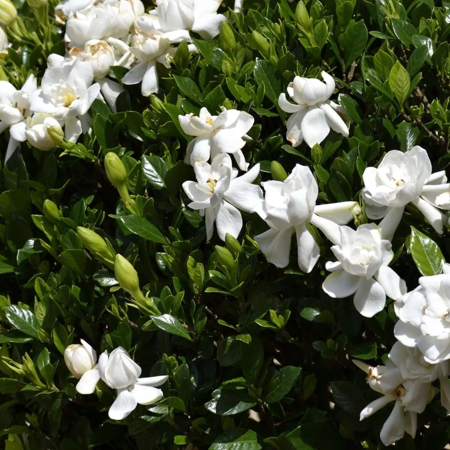 Expert Gardener 1-1.5 ft Gardenia - August Beauty Live in Shrub in 3- Gallon Grower Pot
