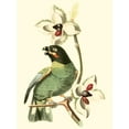 thumbnail image 2 of Cuvier, Georges 19x24 White Modern Wood Framed Museum Art Print Titled - Cuvier Exotic Birds III, 2 of 4