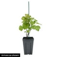 thumbnail image 4 of Canby Red Raspberry (Rubus) Dormant Bare Root Starter Fruiting Plant (1-Pack), 4 of 4