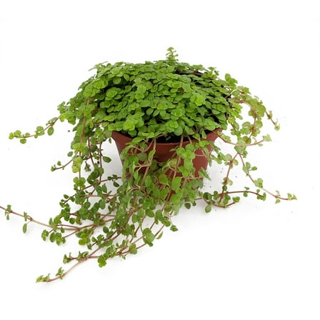 Baby Tears/Tiny Tears - Pilea depressa - 2.5" Pot