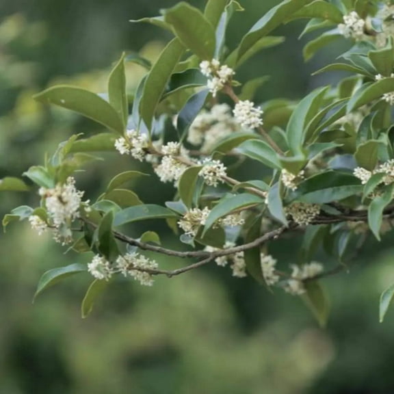 Fragrant Tea Olive, Sweet Olive - 3 Gallon Pot, Live Evergreen Shrub, Full/Part Sun, Outdoor