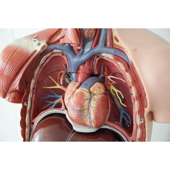 36x24in Poster Chest Anatomy