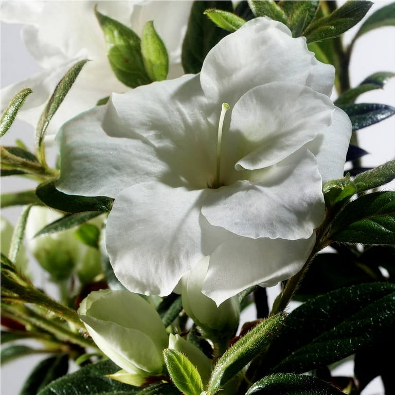 Encore Azalea Autumn Moonlight (1 Gallon) White Flowering Shrub