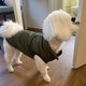 thumbnail image 4 of Warm Pet Dog Vest Jacket Autumn Winter Dog Clothes French Bulldog Chihuahua Clothing For Small Medium Dogs Cats Coat Pug Yorkie ShopWise Round, 4 of 8