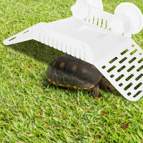 Greenadscape Accesorio Para De Reptiles Plataforma Con Ventosas Para Bañarse