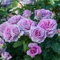 thumbnail image 4 of Violets Pride Dormant Bare Root Floribunda Rose, Includes one dormant plant per order, 4 of 4