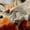 Orange Green Brown, variant on Manfei Cute Fox Black Out Curtains for Children, Cartoon Woodland Animal Curtains Pack of 2 (42x63 Each), Green Pine Tree Bedroom Curtains, Luxury Room Decor