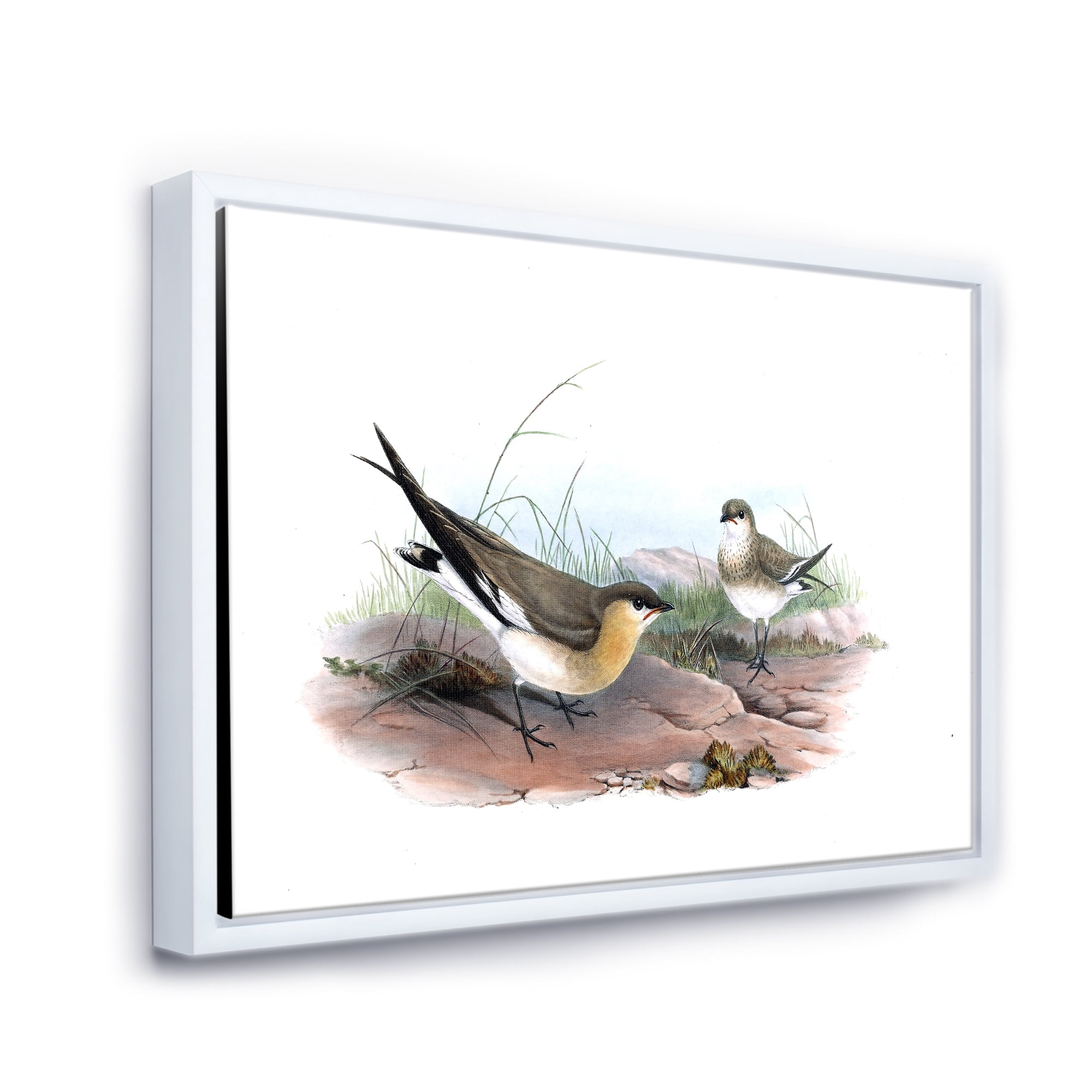 Designart 'Ancient Bird Illustration II' Farmhouse Framed Canvas Wall Art Print