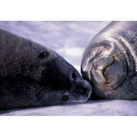 Weddell Fur Seal Cow and Pup, Antarctica Poster Print by William Sutton (34 x 24)