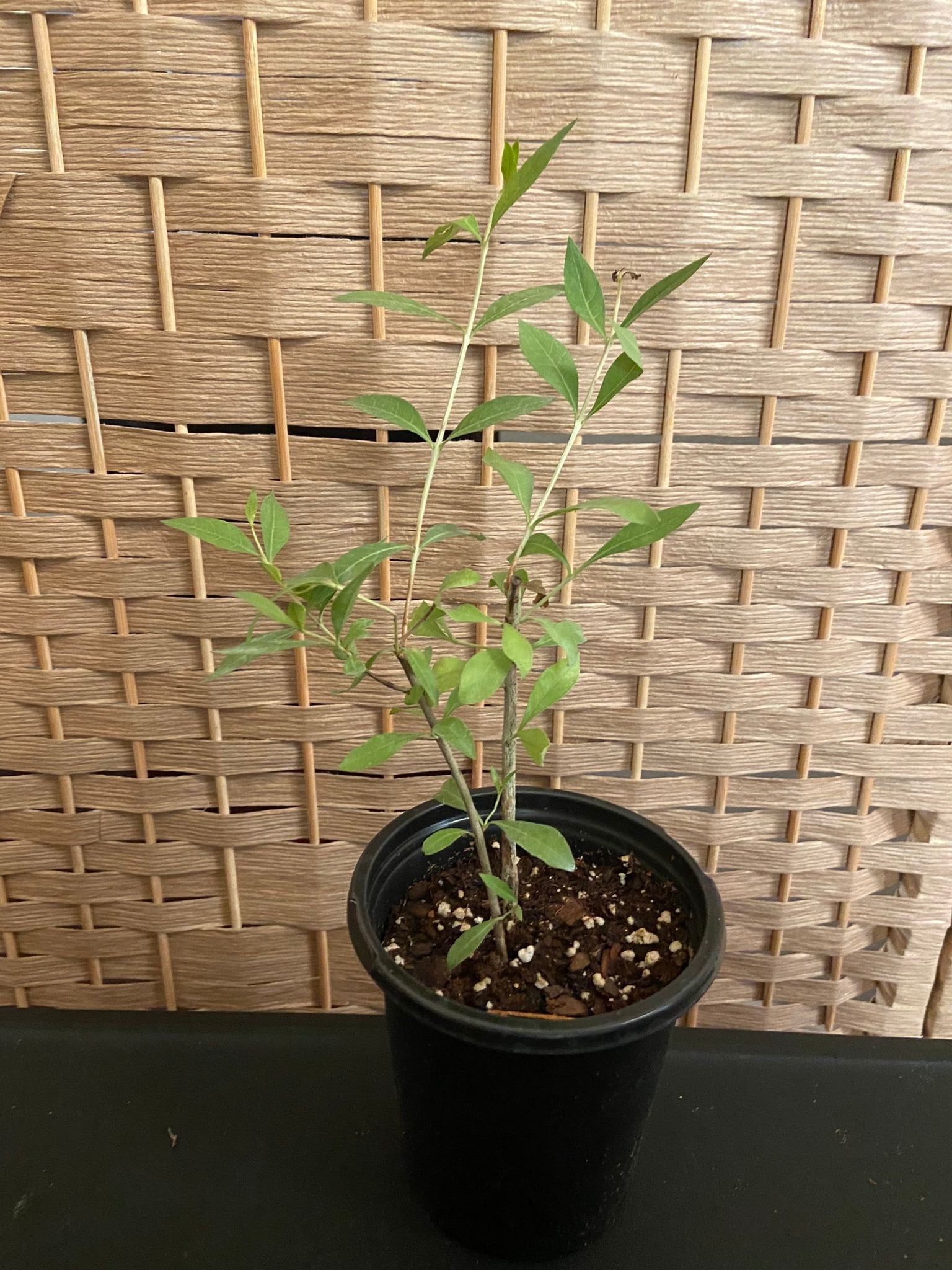Henna / Marudhani / Mehendi Plant