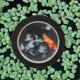 thumbnail image 4 of Homoyoyo Cubierta Para Color Negro Compatible Con Plantas Acuáticas Para Uso Exterior, 4 of 8