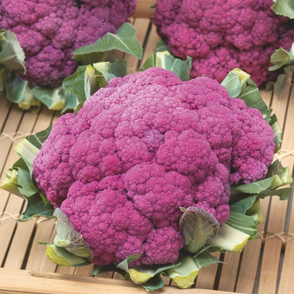 Purple of Sicily Cauliflower Seed 2 Gram ~580 Seeds —Heirloom Non-GMO Brassica oleracea—Vibrant Purple Heads, Mild Flavor—Open-Pollinated, Annual—70-90 Days to Maturity