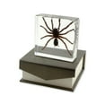 thumbnail image 2 of Ed Speldy East DD30S Décoration de Bureau Réelle-Petite-Tarantule, 2 of 4