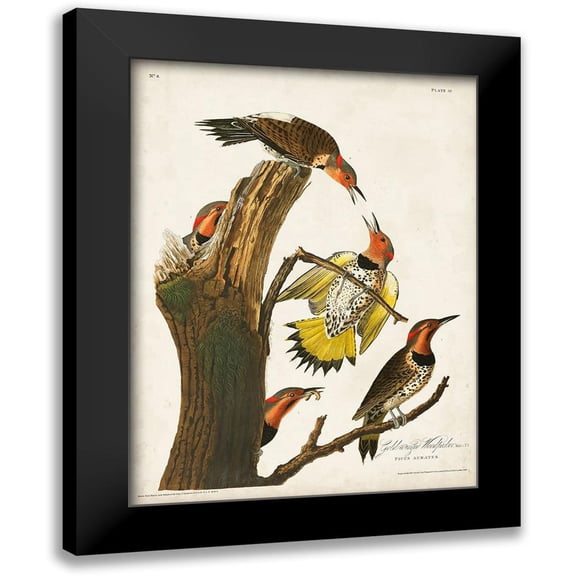 Audubon, John James 12x14 Black Modern Framed Museum Art Print Titled - Pl. 37 Gold-winged Woodpecker