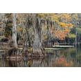thumbnail image 2 of Jones, Adam 24x17 Black Ornate Wood Framed with Double Matting Museum Art Print Titled - Bald Cypress tree draped in Spanish moss with fall colors Caddo Lake State Park-Uncertain-Texas, 2 of 4