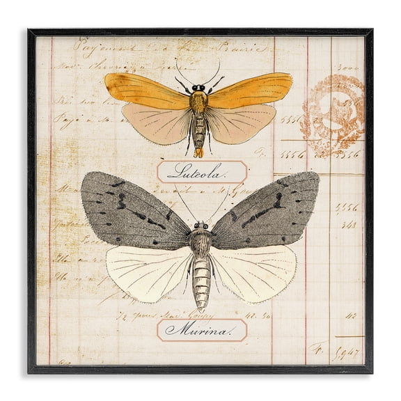 Stupell Industries Yellow & Grey Butterflies Insects Painting Black Framed Art Print Wall Art, 12 x 12