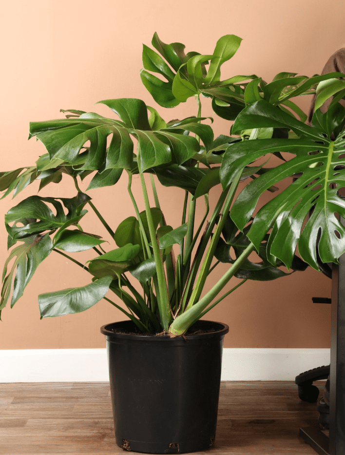 Monstera Deliciosa Live Plant, Live Monstera Plant, Monstera Live Plant, Live Monstera Plant Indoor, Philodendron Monstera Tree 4 to 6 Inch Tall