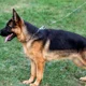 thumbnail image 3 of Cable De Amarre Para Perros De 3 M Correa De Cadenas Para Pe, 3 of 5