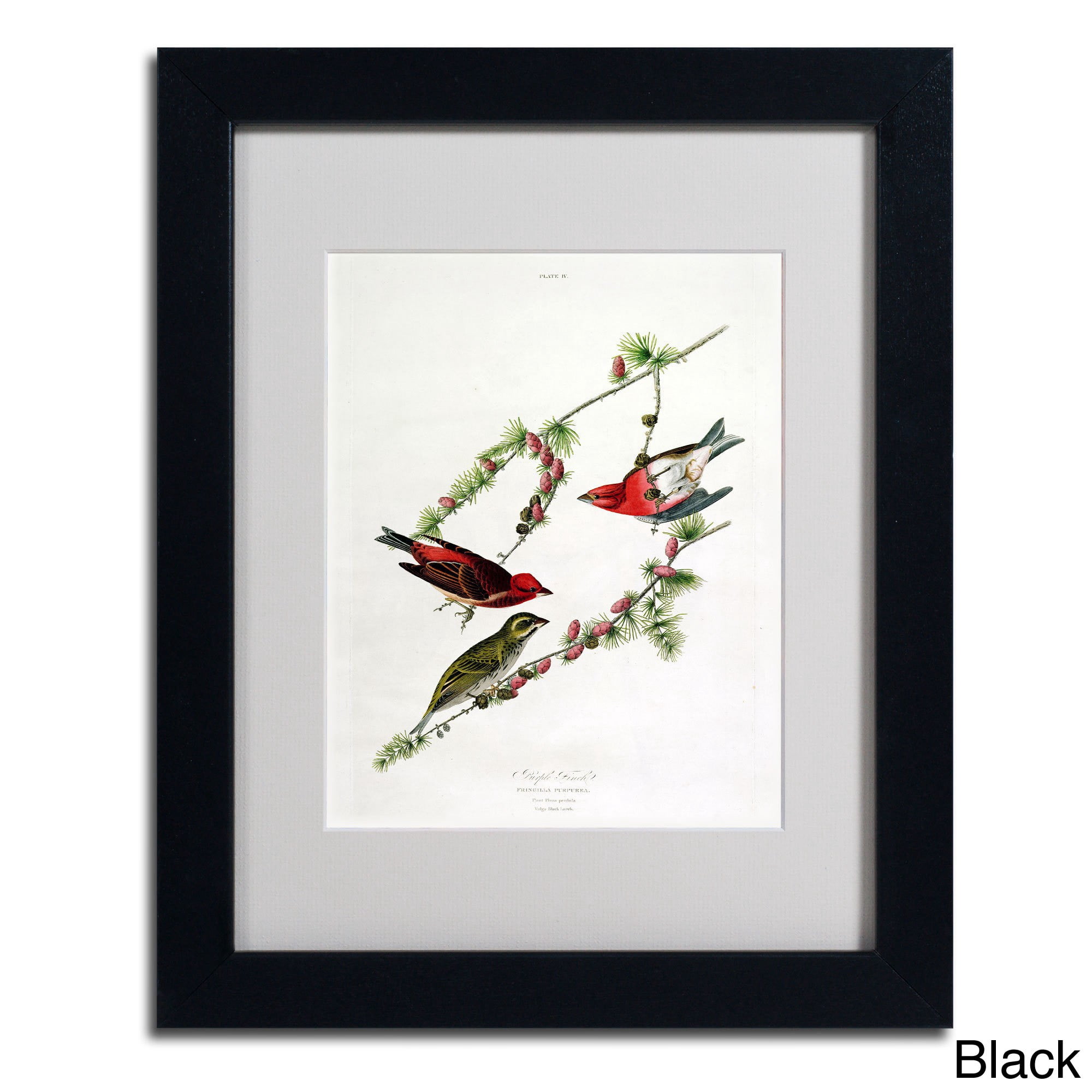 Trademark Fine Art "Purple Finch" Canvas Art by John James Audubon, Wood Frame
