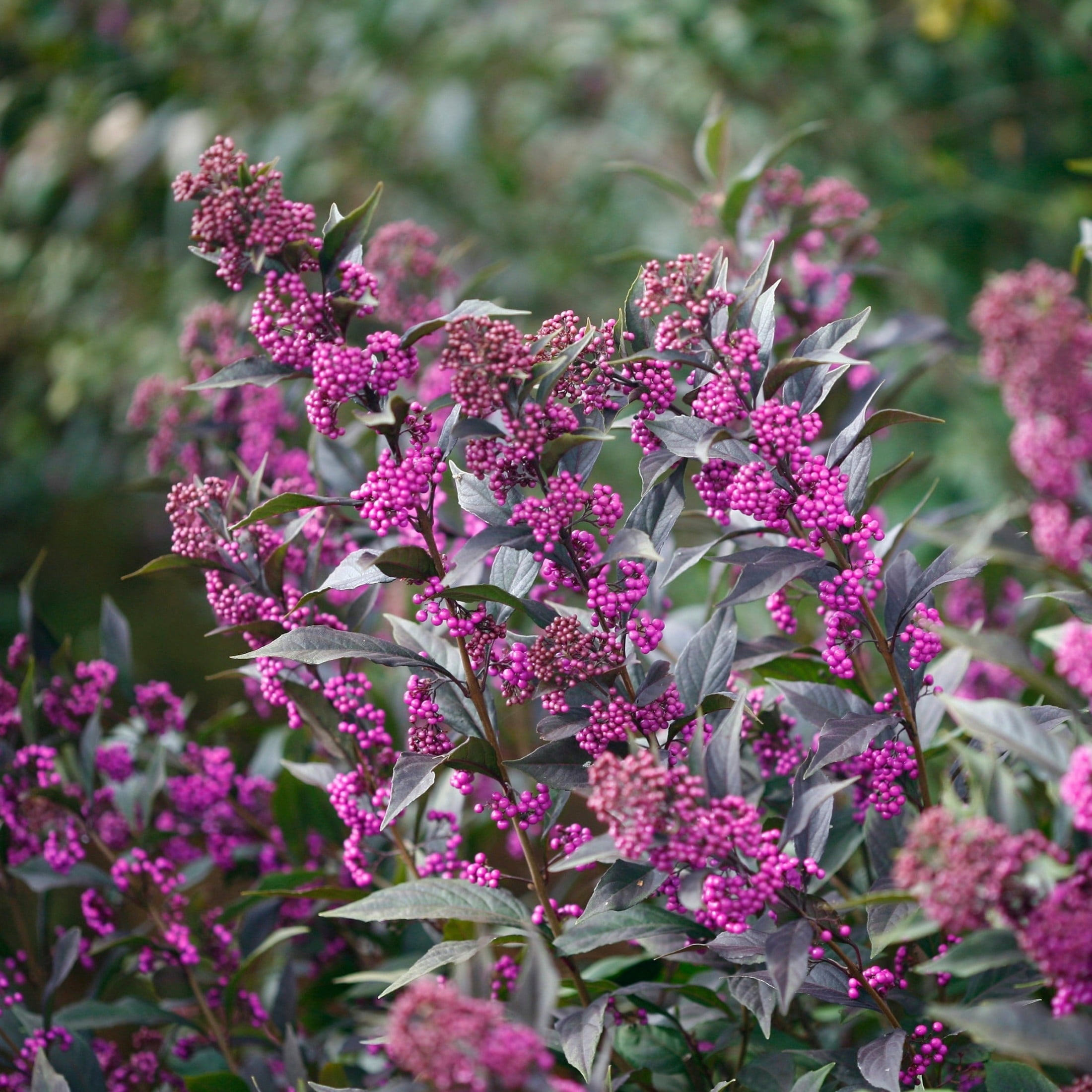 Proven Winners ColorChoice 6" Pearl Glam Beautyberry Live Plant in 7.5" Pot