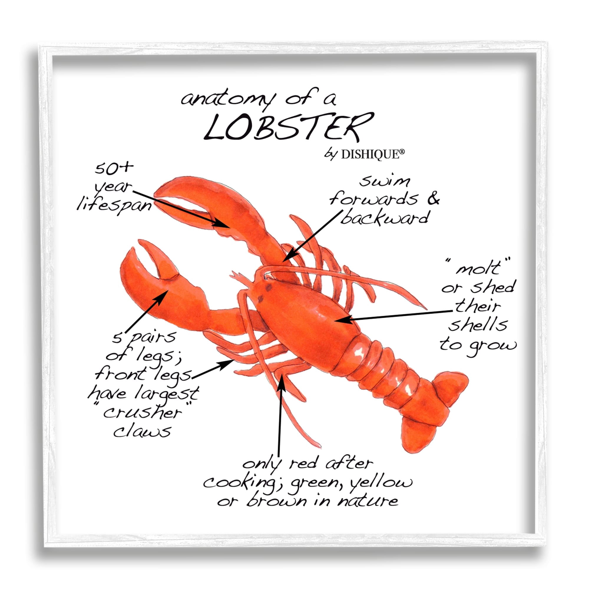 Stupell Industries Lobster Anatomy Nautical Sea Life Learning Chart Graphic Art White Framed Art Print Wall Art, Design by Dishique