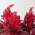 thumbnail image 2 of Dragon's Breath 18" Red Celosia Live Plants in 8.5" Decorative Pot Full Sun, 2 of 7