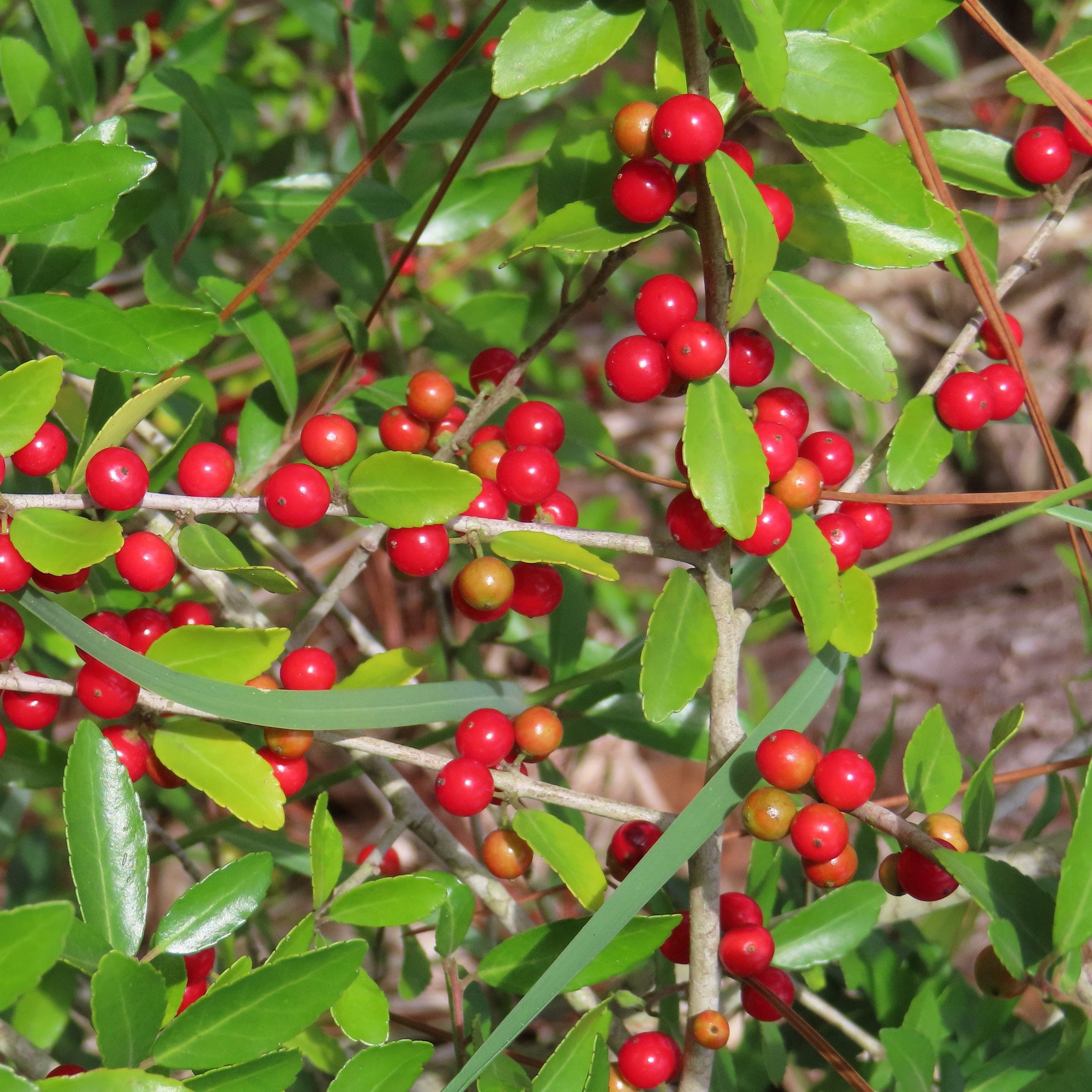 National Plant Network 3 gal. Ilex Taylor's Rudolph Dwarf Yaupon