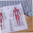 thumbnail image 2 of r Diagrama De Anatomía Muscular Cartel De Esqueleto Humano Ideal Para Estudio (44x33cm), 2 of 5