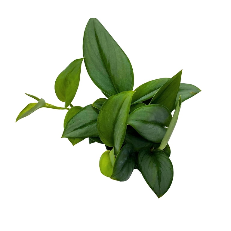 BubbleBlooms Scindapsus Treubii Moonlight Pothos, Sterling Silver Plant, 4  inch Pot - Walmart.com
