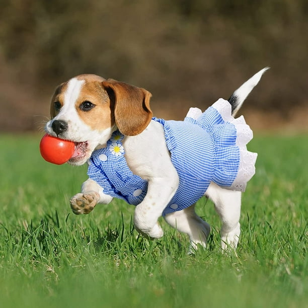 Vestidos para perros Dinheiro, ropa para mascotas para niñas, falda de  princesa a cuadros, vestidos de fiesta de cumpleaños con tutú de encaje  para