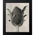 thumbnail image 2 of Blossfeldt, Karl 15x18 Black Modern Framed Museum Art Print Titled - Blossfeldt Botanical VI, 2 of 5