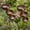 Rust-proof*2, variant on 3-Layer Rain Catcher Bird Bath, Garden Stake Feeder Small Outdoors, Bring Life Back to Your Garden, Decorative Flower Bed Rainwater Collector for Bee Hummingbird Rustic Supports(Basic*1)