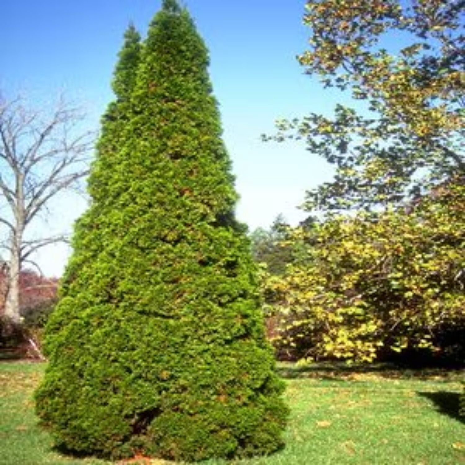 Expert Gardener Fuzzy Wuzzy Juniper Live Tree, 3-4 ft Tall, 7 gal Grower Pot