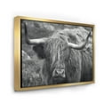 thumbnail image 3 of Designart 'Close Up Of Scottish Cow On Moorland I' Farmhouse Framed Canvas Wall Art Print, 3 of 5