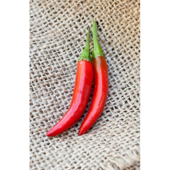 Kimchi Traditional Gochujang Korean Variety Chile Heirloom Pepper Premium Seeds Packet