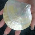 thumbnail image 4 of Polished Yellow Pearl Shell 9 to 11CM Glossy Mother of Pearl Conch Shell Display Prop Natural Decor Photography Ornament, 4 of 8
