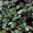 thumbnail image 2 of Beet Microgreens Seeds – 1 Oz ~1,500 Seeds – Beta vulgaris – Non-GMO, Heirloom, Open Pollinated, Annual, 2 of 6