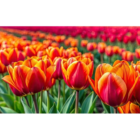 Triple A Tulip Bulbs for Planting - Delightful Coloring, Top Size Bulbs, Perennial Flowers (5 Bulbs)