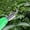 Green, variant on Precision Pruning Shears, Lightweight Harvesting Tool for Peppers & Herbs, Ergonomic Grip for Snag-Free Cuts, Garden Clipper for Farm, Bonsai & Hydroponics, 8.66x2.76x1.18in