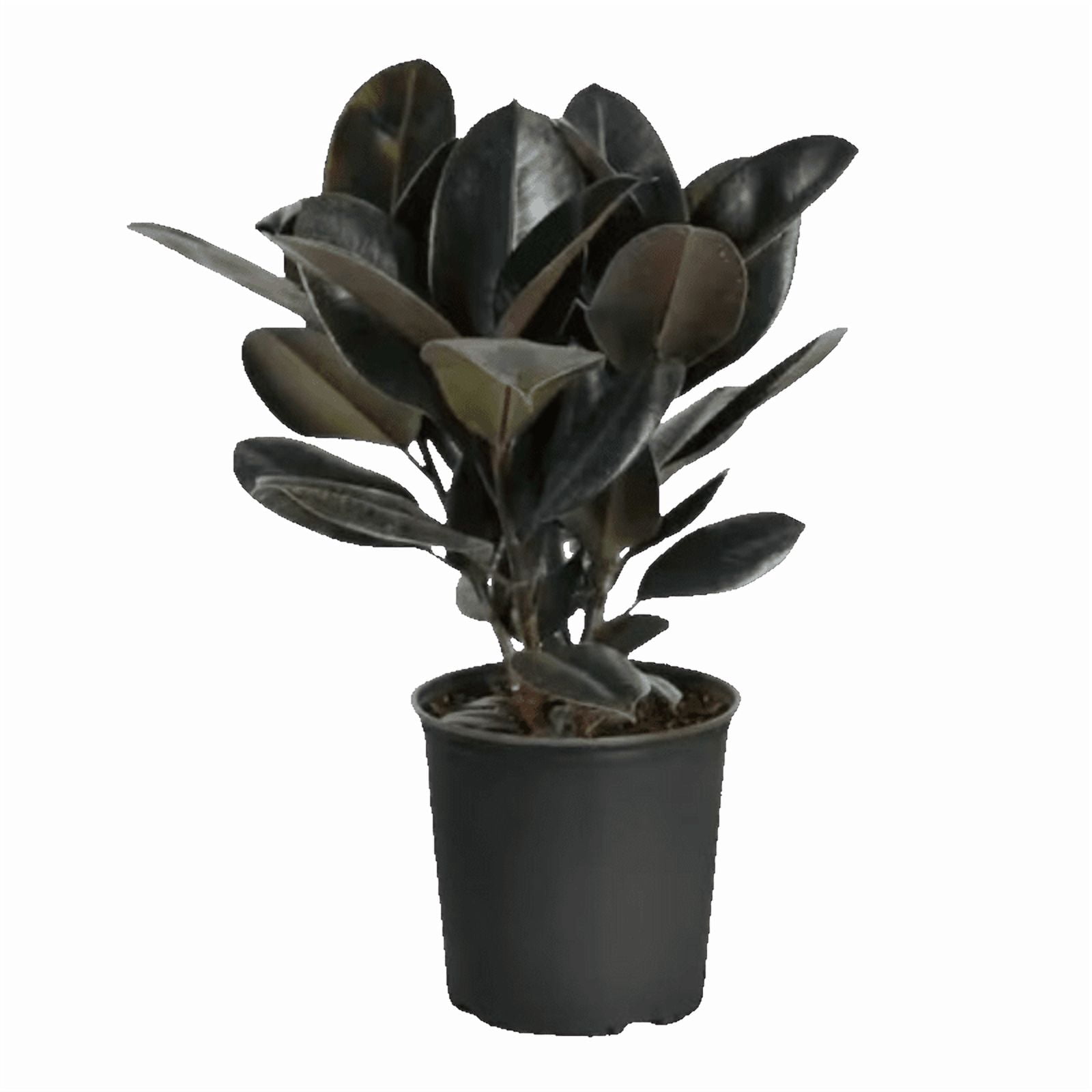 Rubber Plant Live Indoor Plant (Ficus Elastica) in 4 Inch Plastic Pot – Easy Care Air Purifying Houseplant