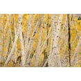 thumbnail image 2 of Jaynes Gallery 24x17 Gold Ornate Wood Framed with Double Matting Museum Art Print Titled - USA-Colorado-Uncompahgre National Forest Forest of aspen trees, 2 of 4