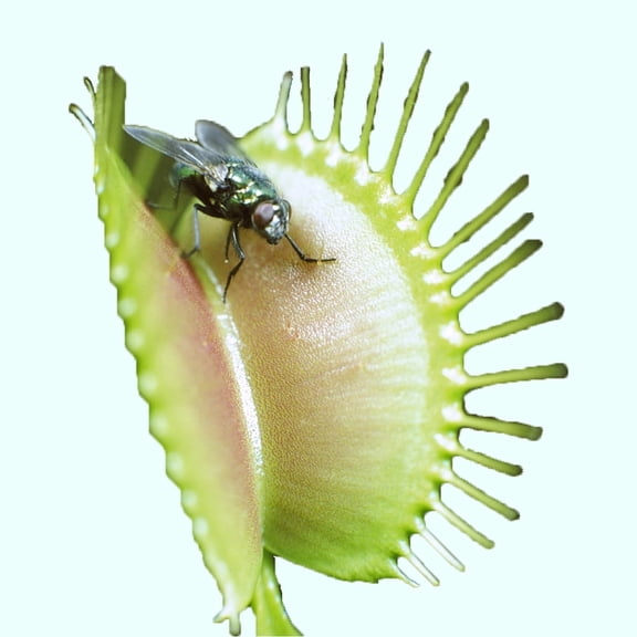 Venus Fly Trap w/Dome (Dionaea muscipula ‘Dente’) 3″ Pot Live Aquarium Plants BUY 2 GET 1 FREE