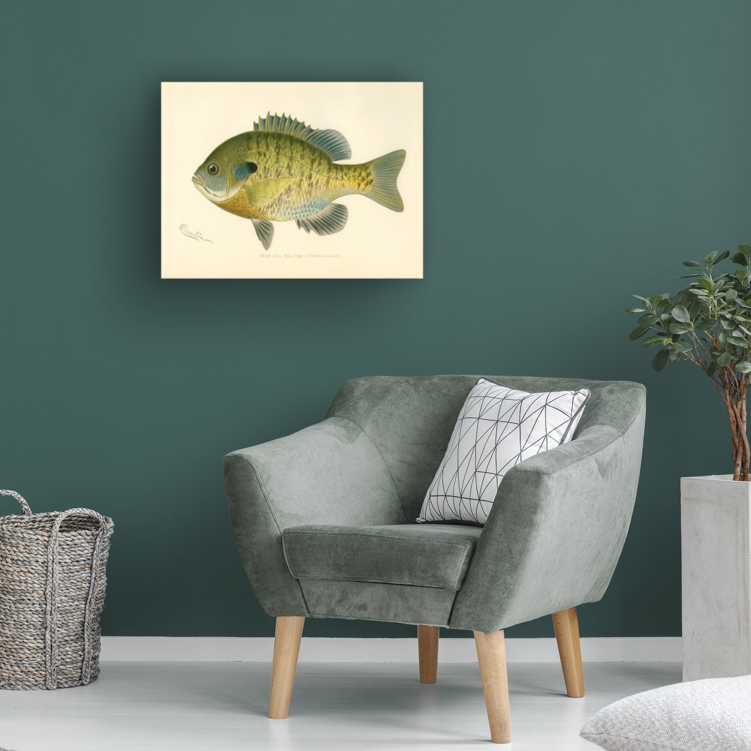 Print Collection 'Blue Gill Sun Fish' Canvas Art