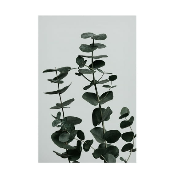 Canvas Wall Art - Pictufy Studio Iii 'Eucalyptus Natural 11' Wall Art for Living Room, Bedroom, or Office D?cor by Trademark Fine Art - 12 x 19 Inches