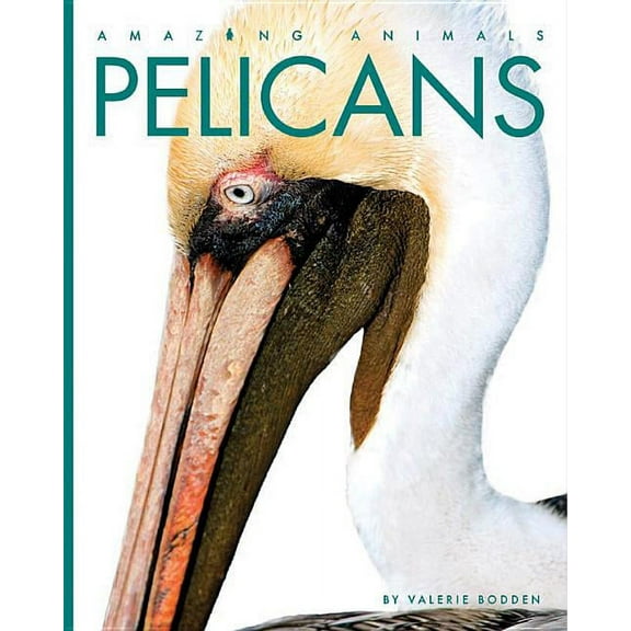 Amazing Animals Pelicans, (Paperback)