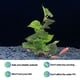 thumbnail image 3 of Plantas artificiales para acuarios, utilizadas para la decoración de acuarios.Plantas de acuario, 3 of 5