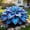 A, variant on Mixed Hostas for planting-Premium Stake for Outdoor Decoration,Low Maintenance,Perfect for Balcony(Non-Artificial)