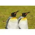 thumbnail image 2 of Illg, Cathy and Gordon 24x17 White Modern Wood Framed Museum Art Print Titled - East Falkland Pair of king penguins, 2 of 4