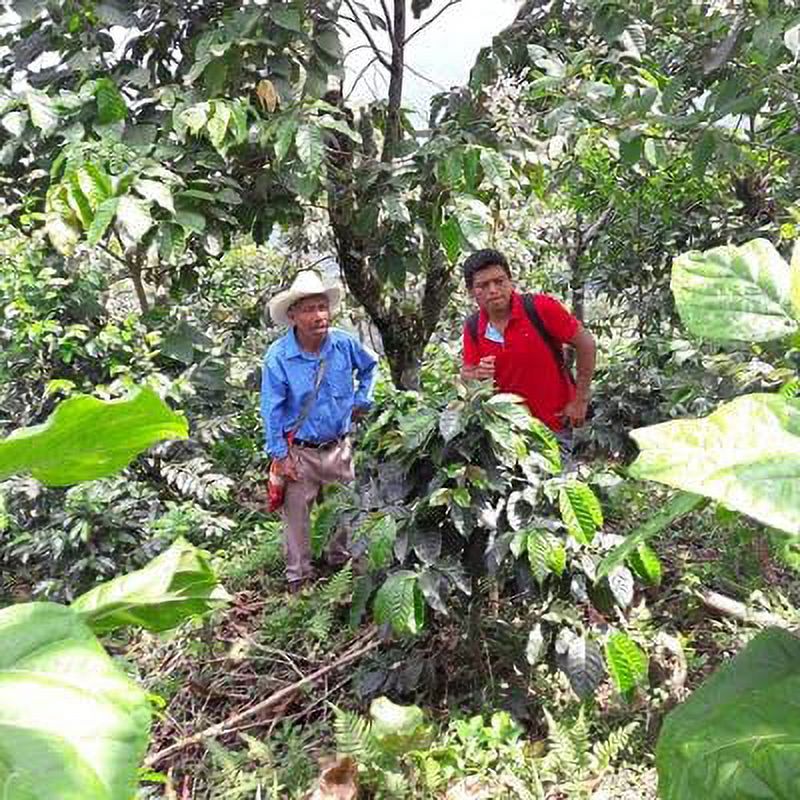 2lb Fair Trade Certified Honduran Medium Roast Coffee Whole Bean